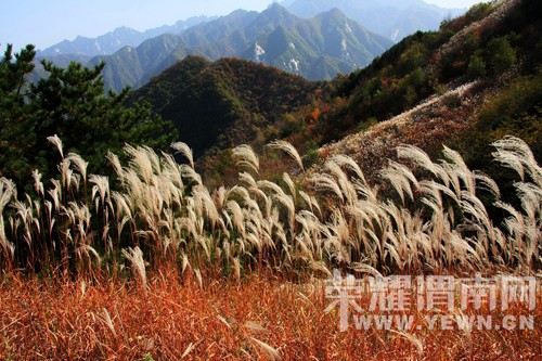 μ�ϡ�����ͬ�л��⡿11��7�����������ͺ�Ҷ��ɫâ�ݻ�һ����