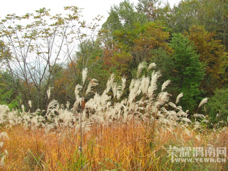 μ�ϡ�����ͬ�л��⡿11��7�����������ͺ�Ҷ��ɫâ�ݻ�һ����