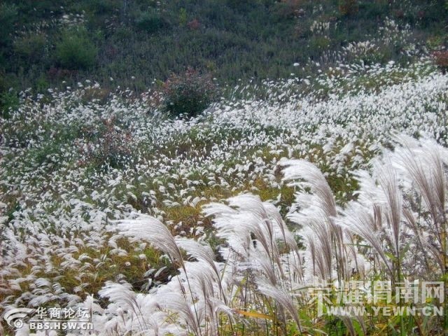 μ�ϡ�����ͬ�л��⡿11��7�����������ͺ�Ҷ��ɫâ�ݻ�һ����