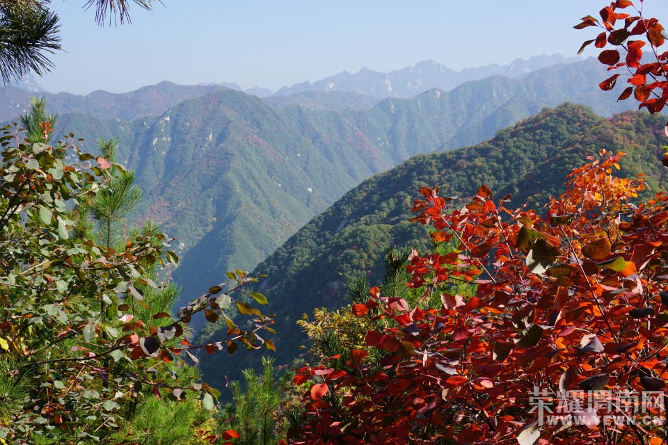 μ�ϡ�����ͬ�л��⡿11��7�����������ͺ�Ҷ��ɫâ�ݻ�һ����