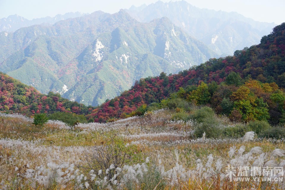 μ�ϡ�����ͬ�л��⡿11��7�����������ͺ�Ҷ��ɫâ�ݻ�һ����