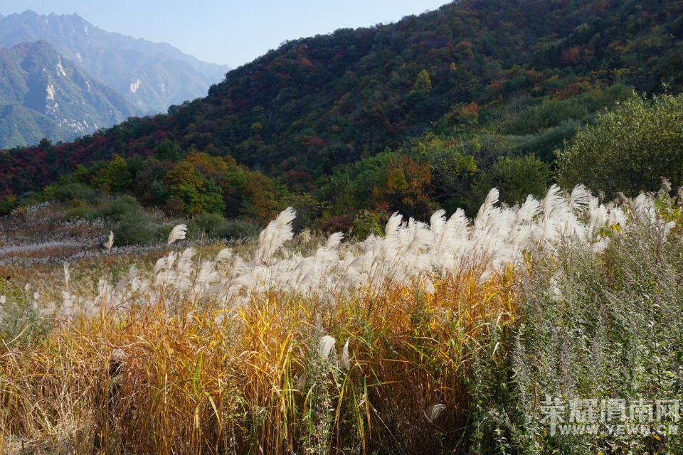 μ�ϡ�����ͬ�л��⡿11��7�����������ͺ�Ҷ��ɫâ�ݻ�һ����