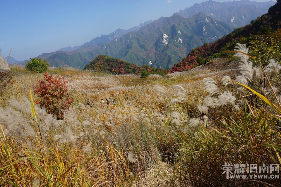 μ�ϡ�����ͬ�л��⡿11��7�����������ͺ�Ҷ��ɫâ�ݻ�һ����