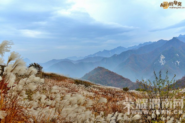 μ�ϡ�����ͬ�л��⡿11��7�����������ͺ�Ҷ��ɫâ�ݻ�һ����