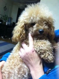 Ѱ��һֻǳ��ɫ̩��