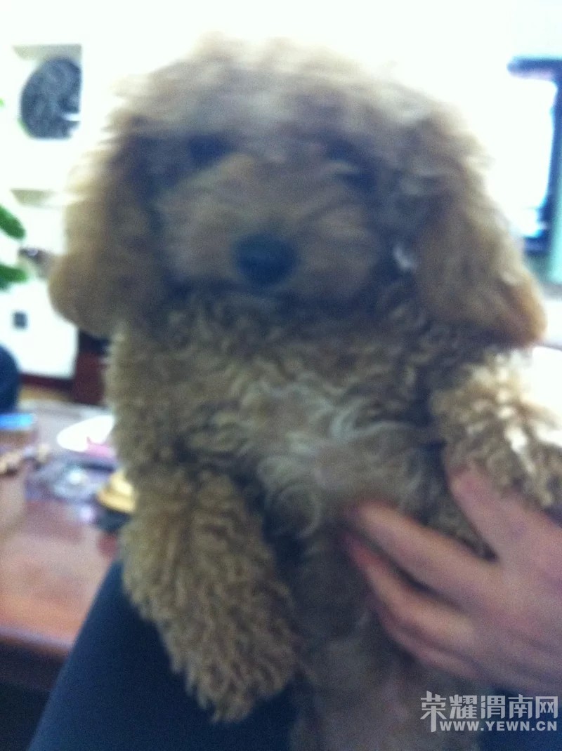 Ѱ��һֻǳ��ɫ̩��