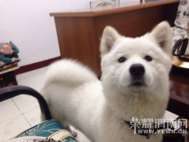 С��������15��������һ��˾��ʧ����������ת��~