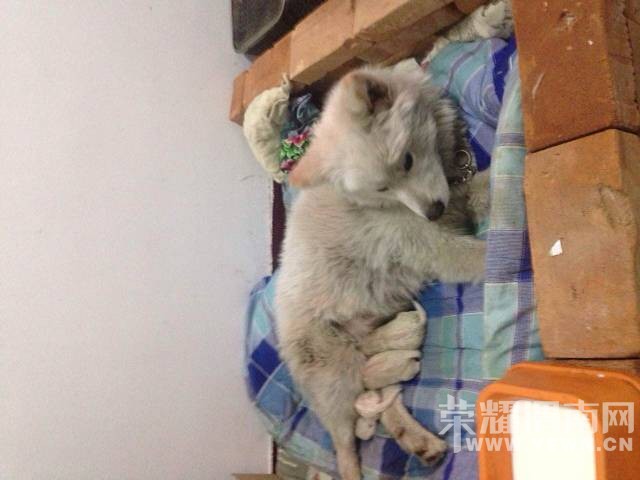 С��������15��������һ��˾��ʧ����������ת��~