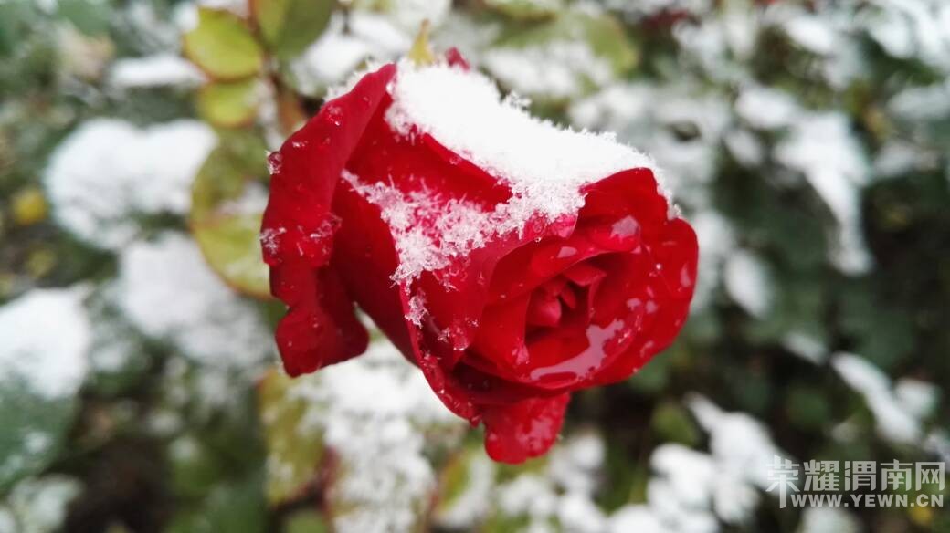 һҹ��ѩ���������ͷ���������ͳ�ѩ������~