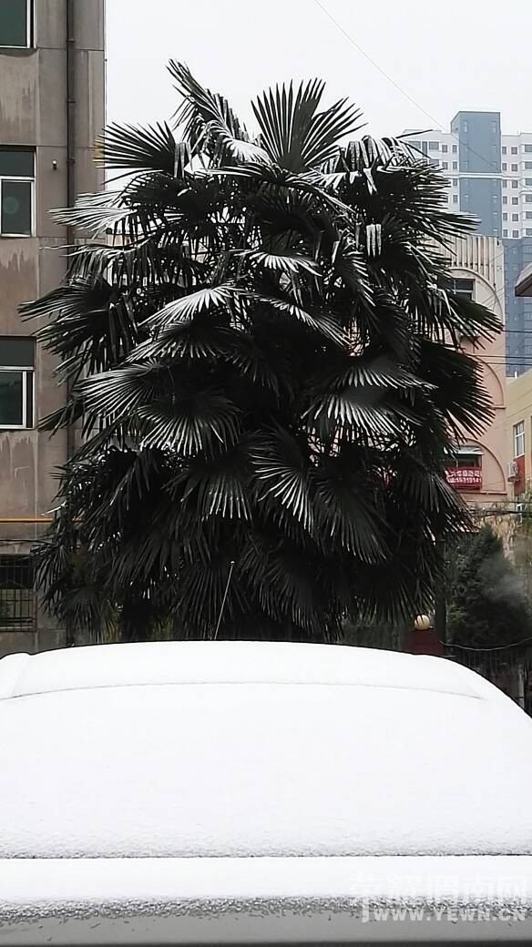 һҹ��ѩ���������ͷ���������ͳ�ѩ������~