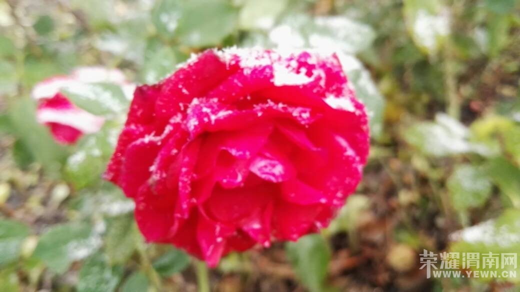 һҹ��ѩ���������ͷ���������ͳ�ѩ������~