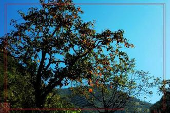 ����һ��������11��28��  ��ţ����Խ������