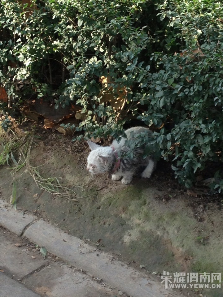 ����μ�幫԰·�߷���һֻСè�䣬�������к�����˭�����죿