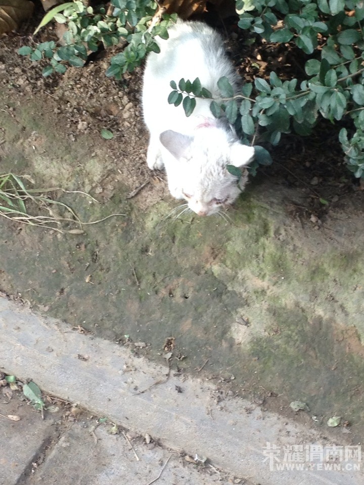 ����μ�幫԰·�߷���һֻСè�䣬�������к�����˭�����죿