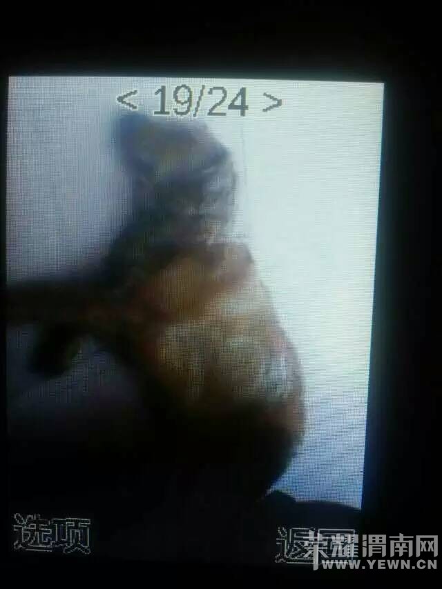 Ѱ�ˣ�Ѱ���ˣ����˼����ҼҵĽ�ë��������