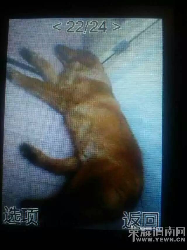 Ѱ�ˣ�Ѱ���ˣ����˼����ҼҵĽ�ë��������