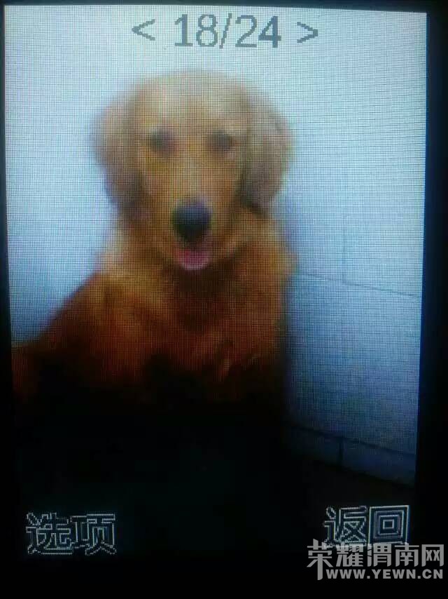 Ѱ�ˣ�Ѱ���ˣ����˼����ҼҵĽ�ë��������