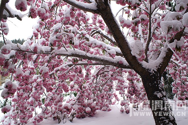 ����Ͽ��ɽ��ѩ��12��12��ʢ�󿪻�����һ��һȫ�쳩��