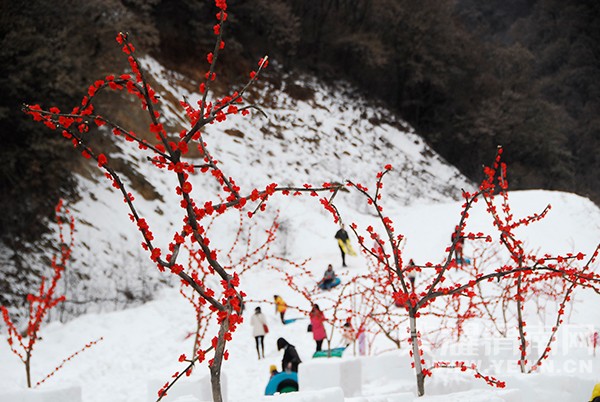 ����Ͽ��ɽ��ѩ��12��12��ʢ�󿪻�����һ��һȫ�쳩��