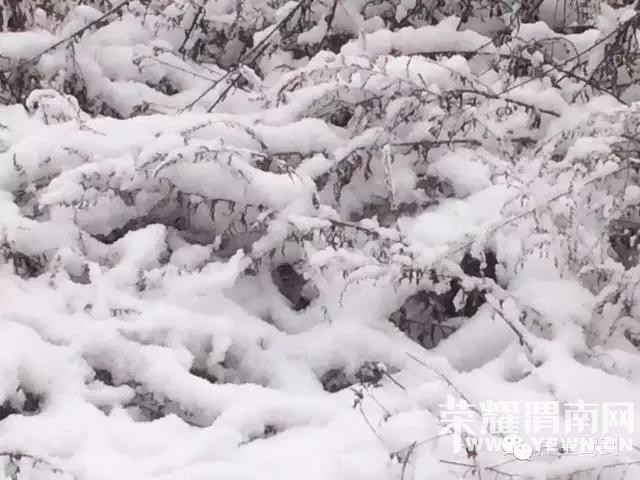 �������ϵĺ������ѩ�׷ɣ���������Ȧ�ﲻͣ׷�ʣ������