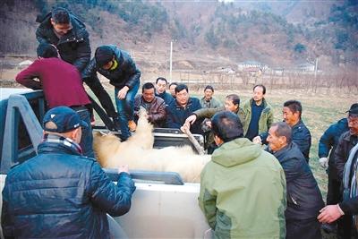 落单羚牛徘徊农家麦田边  为国家一级保护动物 落单羚牛徘徊农家麦田边  为国家一级保护动物