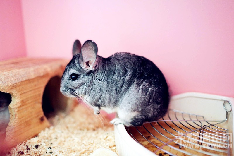 ӵ��һ����è�Ļ��񣬴����޺���