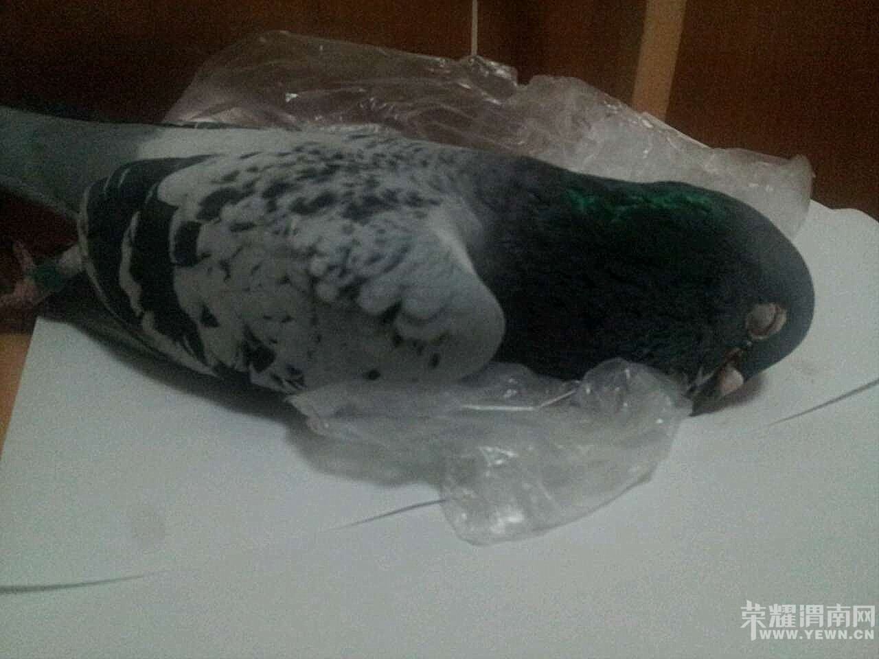 ����ײ���ߣ����ˣ�������----------С���֣ܽ���94�ڣ�