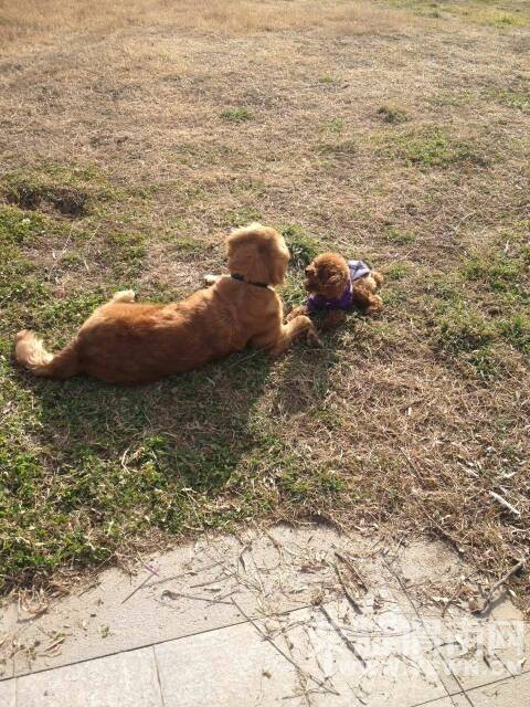 ���������������裬��¶��������������