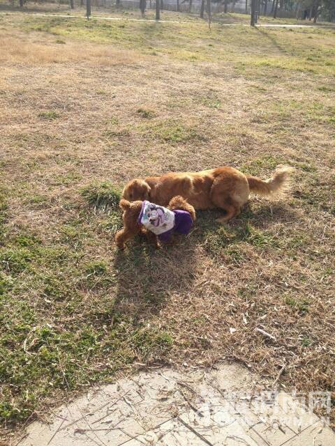 ���������������裬��¶��������������