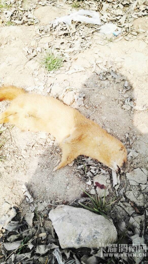 ��һ��ͼ���Ѿ�û�к����ˣ���˵�ǹ��ұ�������~