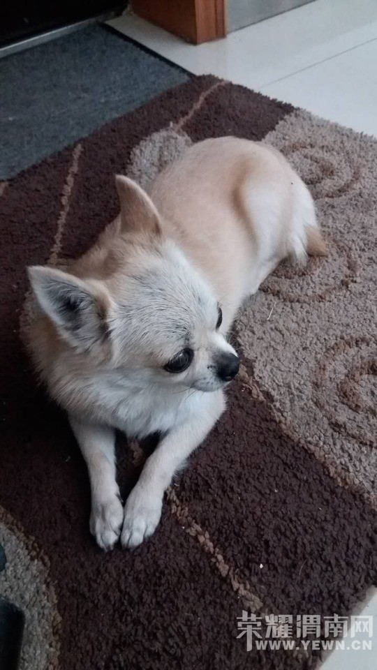 ��Ѱ��Ȯ���Ҽ�2��ļ����޶��ˣ����Ұ�æת��������л��