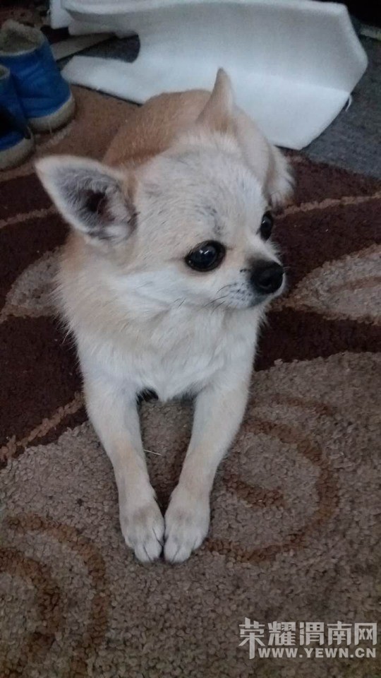 ��Ѱ��Ȯ���Ҽ�2��ļ����޶��ˣ����Ұ�æת��������л��