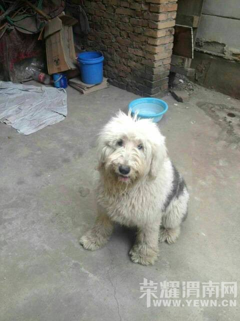 ����������һ��˾��һֻ��������Ѱ����~~