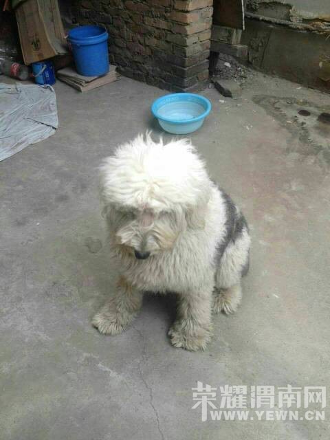 ����������һ��˾��һֻ��������Ѱ����~~