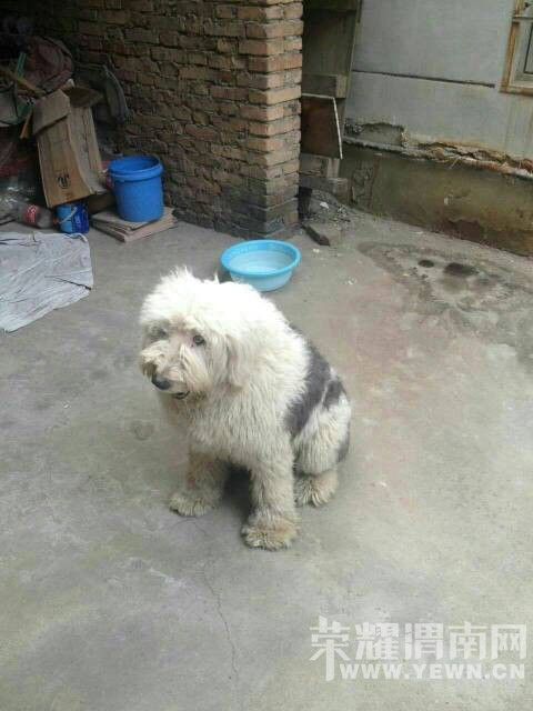 ����������һ��˾��һֻ��������Ѱ����~~