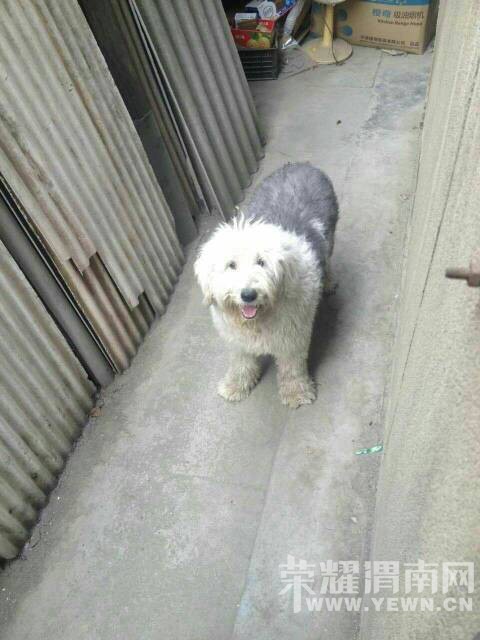 ����������һ��˾��һֻ��������Ѱ����~~