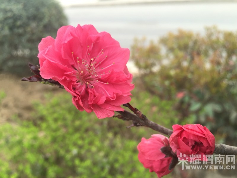 ��ɫ�Ļ���������ϣ�����ĵĻ�����Ҵ������֣�