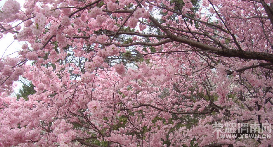 ԥ����Ͽ�����˷��ݽ�������Ļ��5000�ݴ������οͣ�