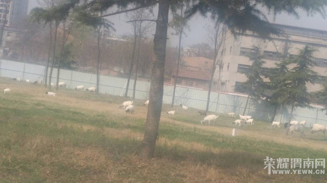 �����ڛY�ӹ�԰��ƺ�Ϸ��򣿣�������ô���ۣ�