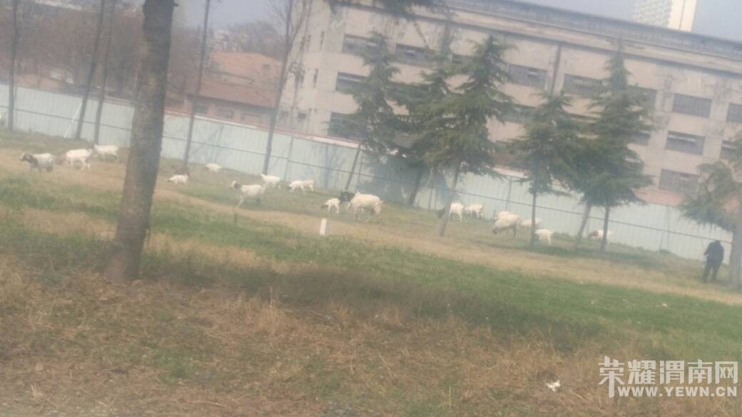 �����ڛY�ӹ�԰��ƺ�Ϸ��򣿣�������ô���ۣ�