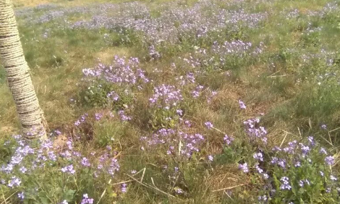 �̰���������̫����