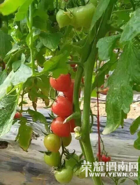 μ�ϡ�����ͬ�л��⡿4��9�ն�������������+����С��+������һ����