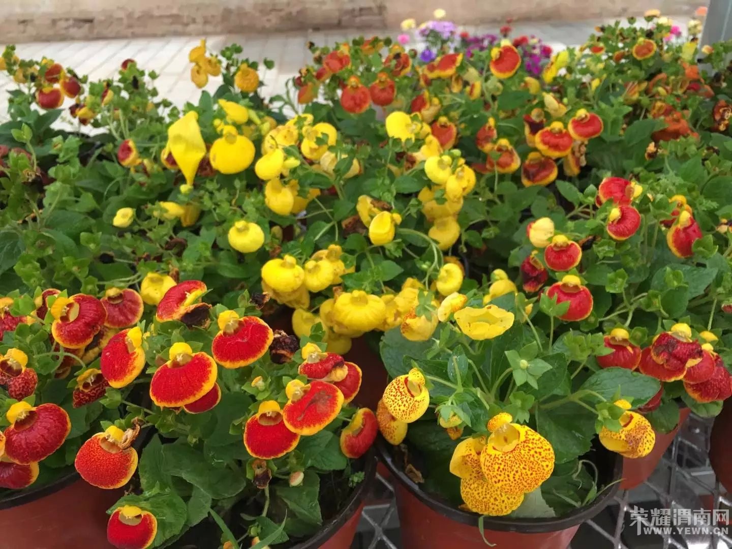 μ�ϡ�����ͬ�л��⡿4��9�ն�������������+����С��+������һ����