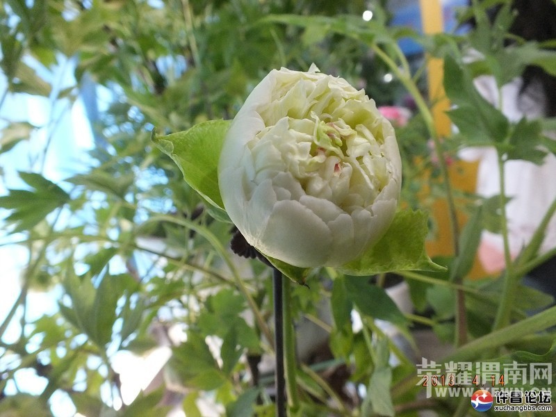 μ�ϡ�����ͬ�л��⡿4��10�ţ����գ�����ĵ����������ĵ��԰+������԰һ����