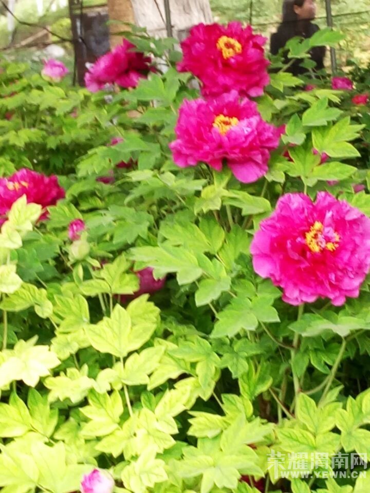 μ�ϡ�����ͬ�л��⡿4��10�ţ����գ�����ĵ����������ĵ��԰+������԰һ����