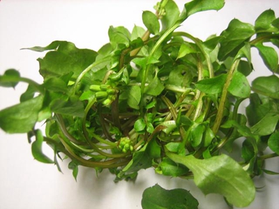 �����Ȼ������ ̥������ ���ǳ��������