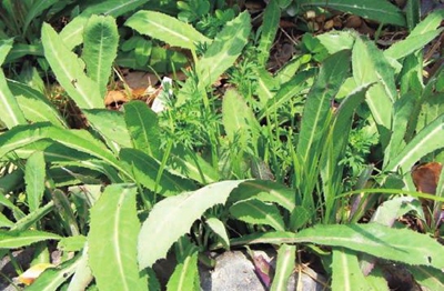 �����Ȼ������ ̥������ ���ǳ��������