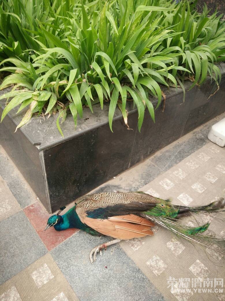 �������Ŵ�.���컨԰��ǰ��һֻ���˵Ŀ�ȸ����ô�죿