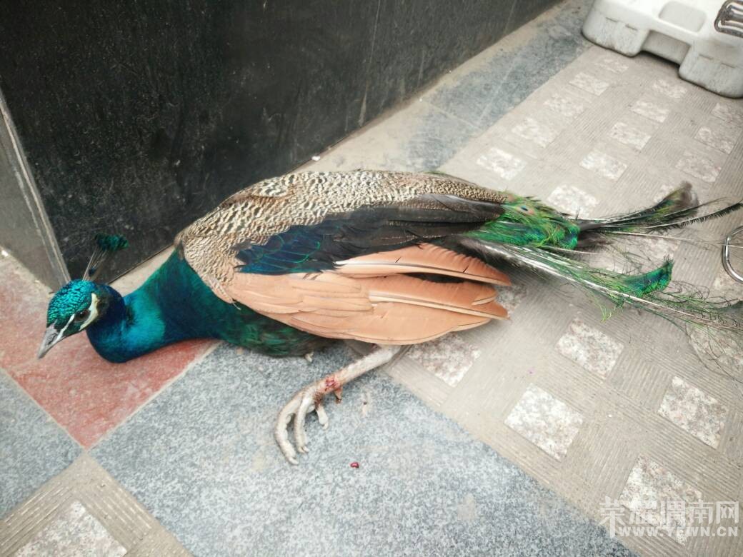 �������Ŵ�.���컨԰��ǰ��һֻ���˵Ŀ�ȸ����ô�죿