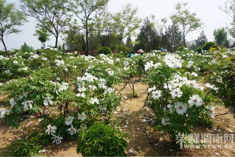 μ�ϡ�����ͬ�л��⡿4��17�գ����գ�ͭ��ĵ��԰�ͻ�+��ƽ���ɷ���ʳһ����